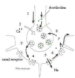 neurotrans.gif